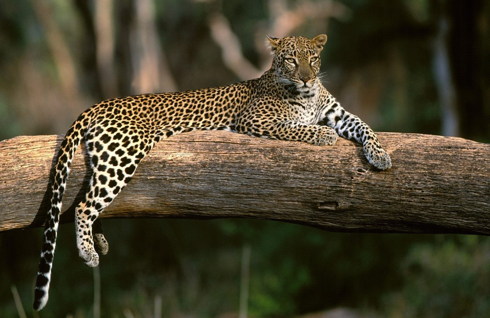 LEOPARD