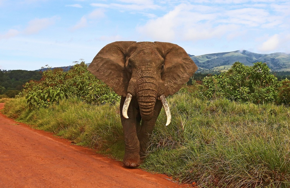 ELEPHANT