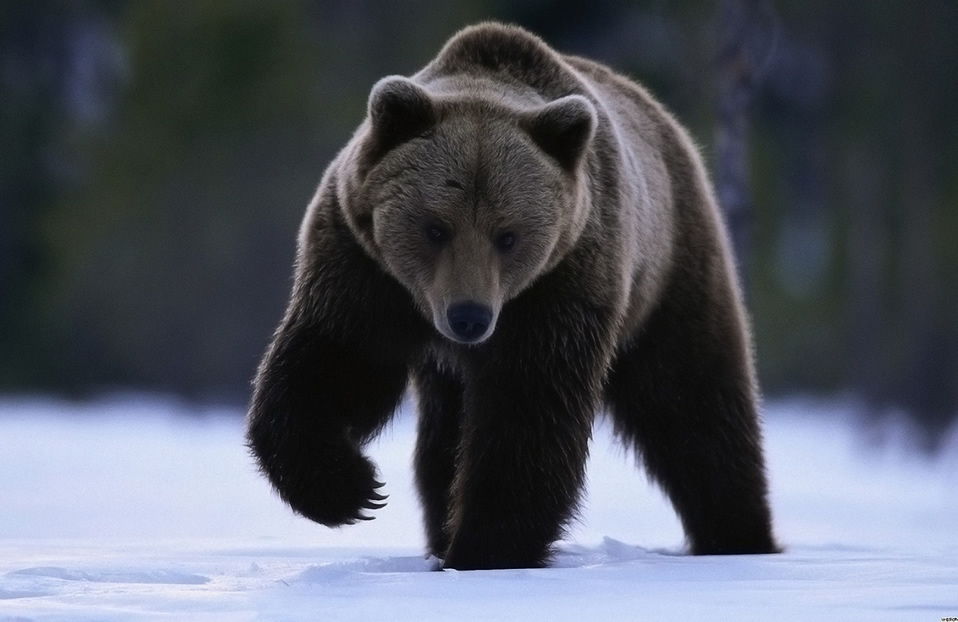 BEAR