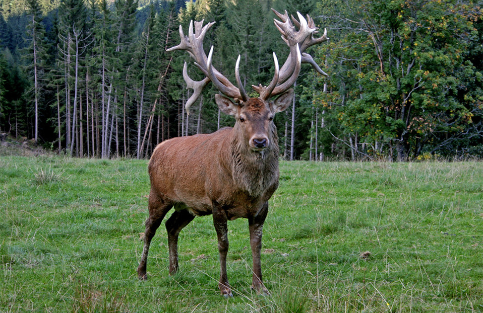 DEER